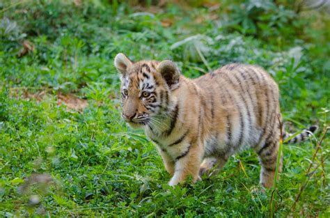 Three endangered Amur tiger cubs have been born at a wildlife park in Scotland. They were born on 18 May and are doing well, but staff at the Royal Zoological Society of Scotland's Highland ...